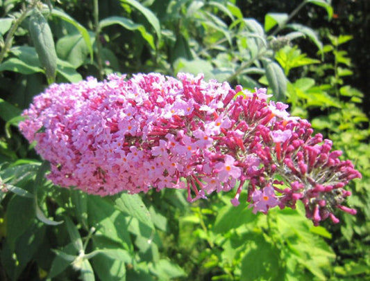 Buddleja davidii Pink Delight BuddavPD Buddleia, Butterfly Bush 140mm