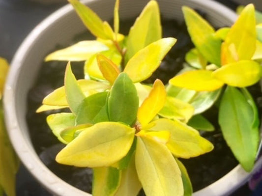 Abelia grandiflora Keats - Golden AbegraKG, Glossy Abelia 140mm