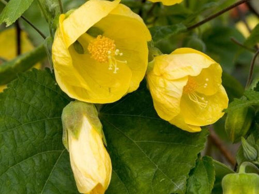 Abutilon hybrida Yellow AbuhybYe Chinese Lantern 140mm