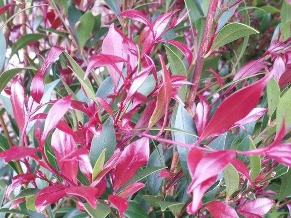 Lilly Pilly - Acmena smithii Cherry Surprise – awesomeplants