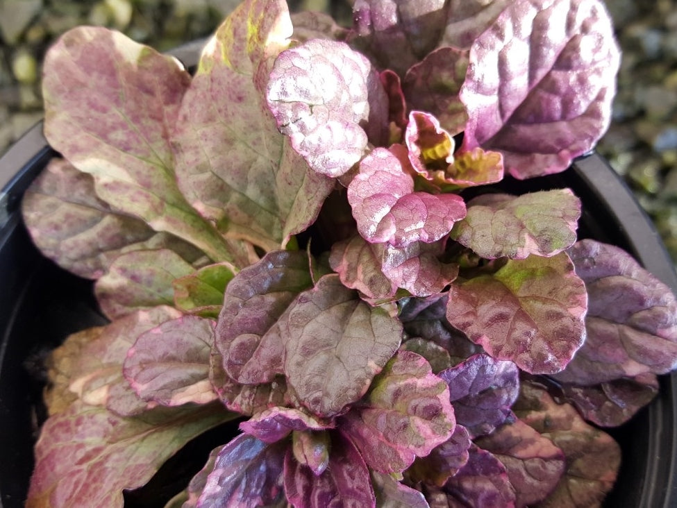 Ajuga reptans Burgundy Glow AjurepBG Bugle, Bugleweed, Blue Bugle, Carpetweed 140mm