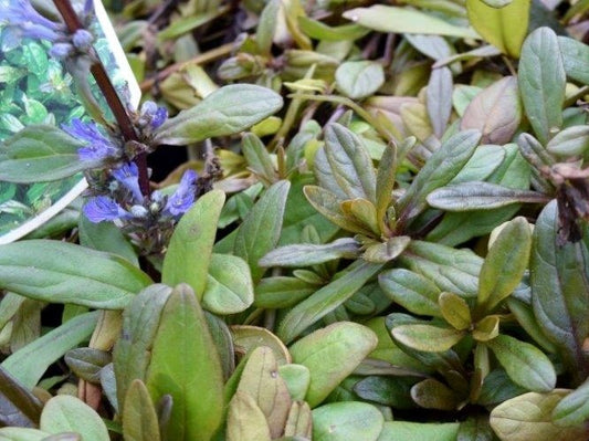 Ajuga reptans Mahogany Mini AjurepMM Bugle, Bugleweed, Blue Bugle, Carpetweed