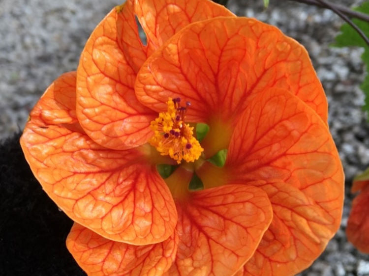 Abutilon hybrida Orange AbuhybOr Chinese Lantern, 140mm