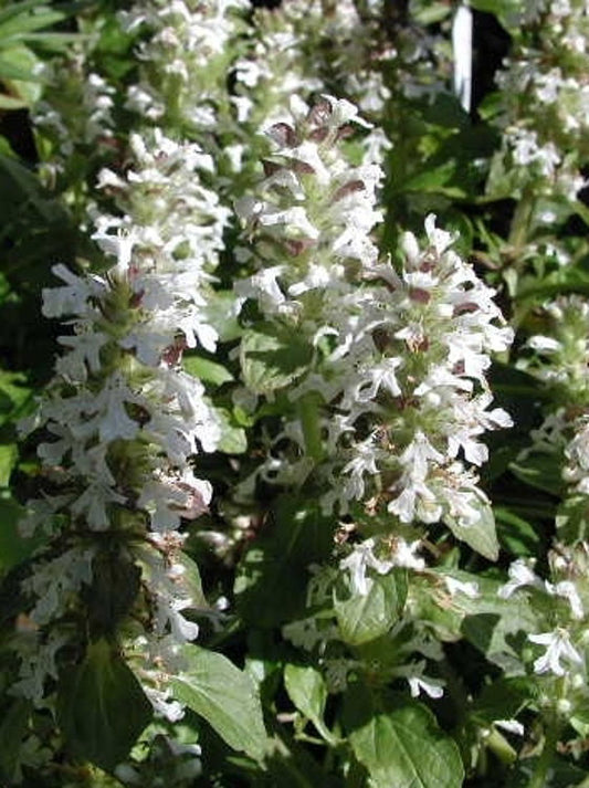 Ajuga reptans Alba AjurepAl White Bugle, Bugleweed, Carpetweed