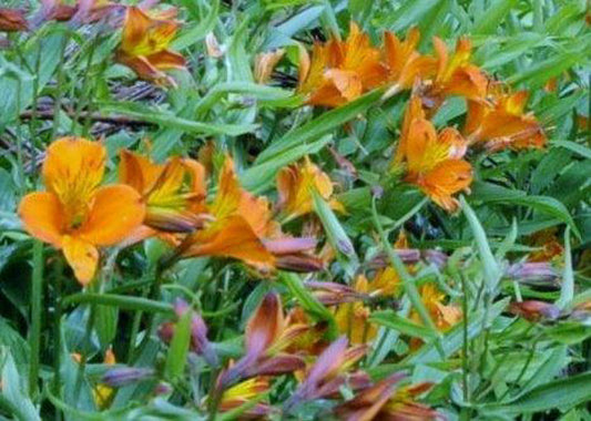 Alstroemeria aurea Orange King AlsaurOK Peruvian Lily