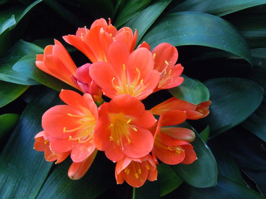 Clivia miniata Red CliminRe Kaffir Lily, Bush Lily, Natal Lily, 200mm