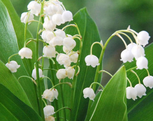 Convallaria majalis Conmaj Lily Of The Valley 100mm