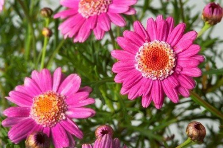 Argyranthemum hybrida Madeira Crested Pink ArghybMCP Marguerite Daisy, Paris Daisy, Federation Daisy 140mm