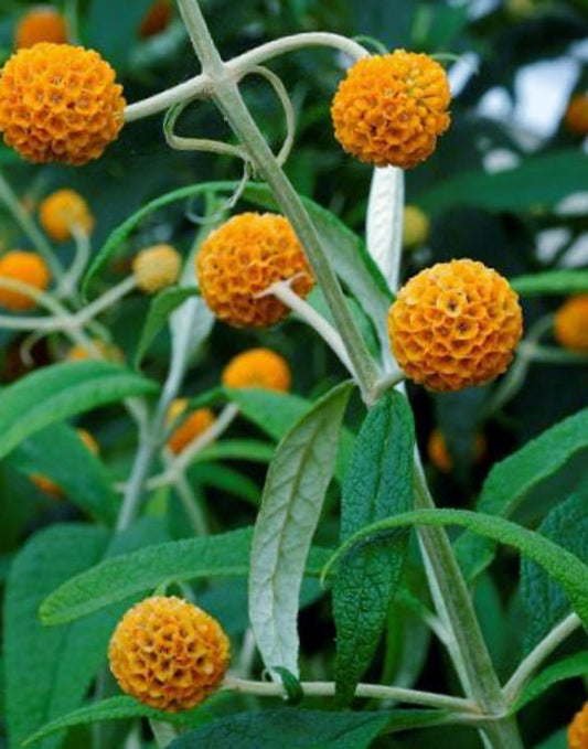 Buddleja globosa Budglo Buddleia, Butterfly Bush