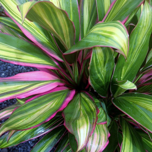 Cordyline fruticosa Kiwi Pride CorfruKP Cabbage Tree, Cabbage Palm, Good Luck Plant, Palm Lily, Ti Plant 120mm