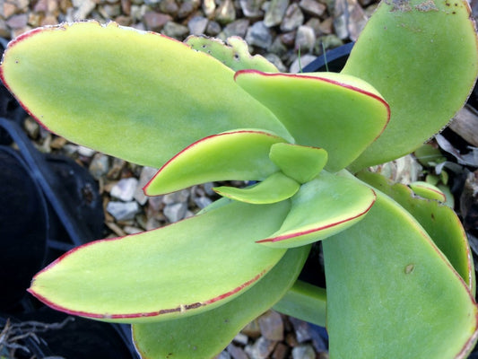 Cotyledon macrantha Cotmac Paddle Plant, Succulent 140mm