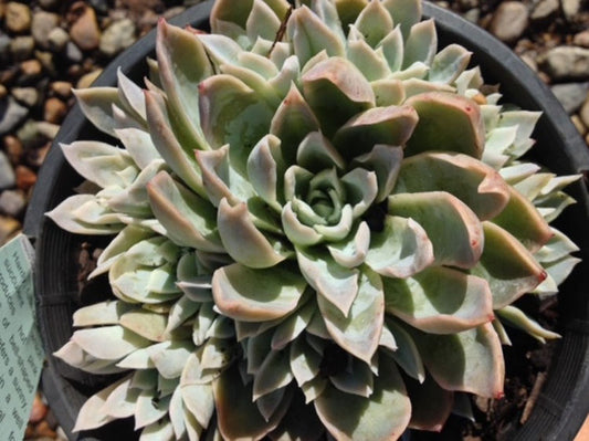 Echeveria hybrida Violet Queen EchhybVQ Mexican Hens and Chicks, Succulent