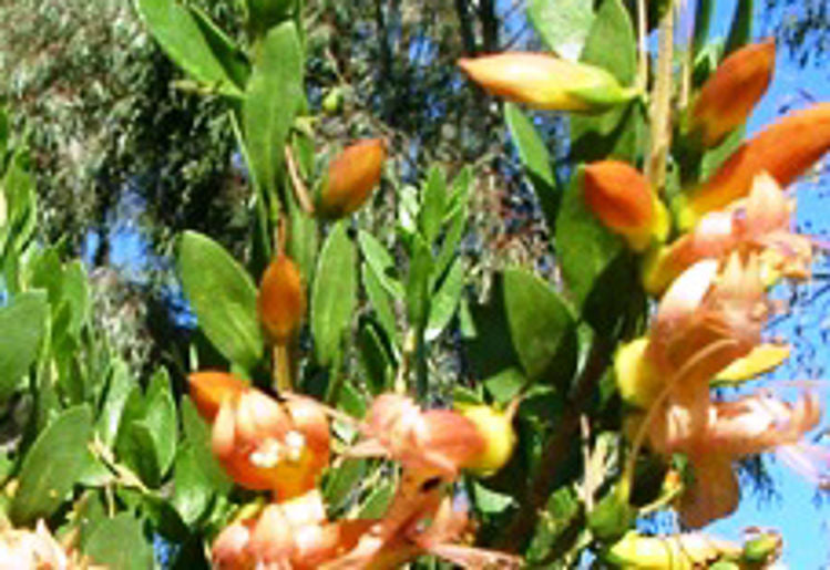 Eremophila maculata Apricot EremacAp Spotted Emu Bush, Swamp Fuchsia, Native Fuchsia 140mm