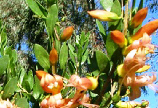 Eremophila maculata Apricot EremacAp Spotted Emu Bush, Swamp Fuchsia, Native Fuchsia 140mm