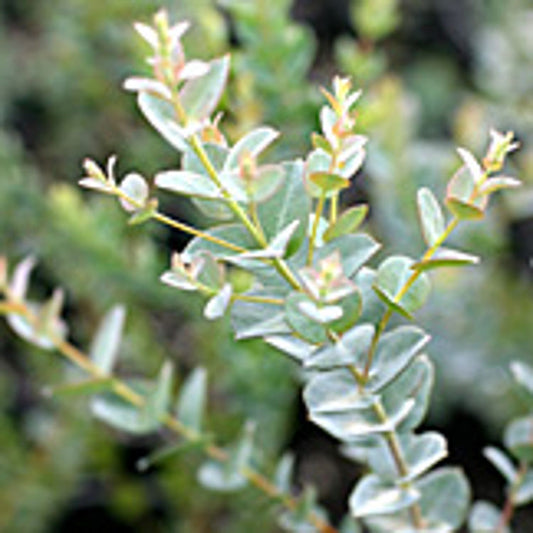 Eucalyptus latens Moon Lagoon EuclatML Narrow Leaved Red Mallee, Fine Leaved Mallee, Gum 200mm
