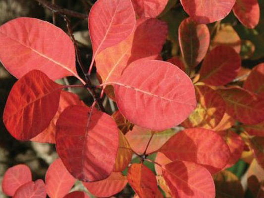 Cotinus coggygria Flame CotcogFla Smoke Tree, Smoke Bush, Eurasian Smoketree