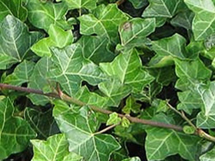 Hedera helix Hahns Self Branching HedhelHSB English Ivy, Common Ivy 140mm