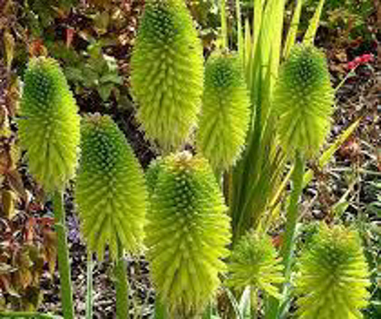 Kniphofia pauciflora Limelight KnipauLim Red Hot Poker, Torch Lily