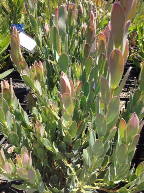 Leucadendron discolor Lemon Spice LeudisLS Conebush 140mm