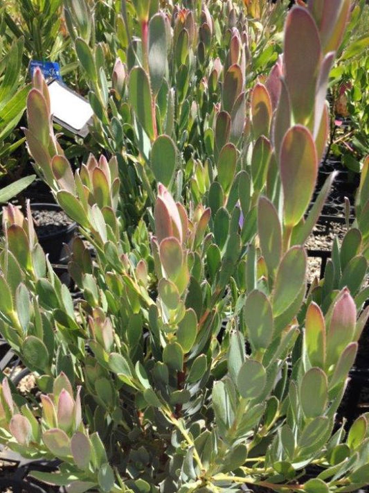 Leucadendron discolor Lemon Spice LeudisLS Conebush 140mm
