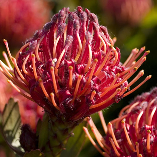 Leucospermum glabrum tottum Carnival Red LeugtCR Nodding Pincushion