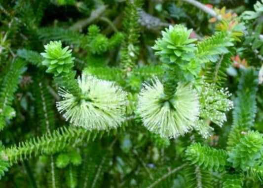 Melaleuca diosmifolia Meldio Green Honeymyrtle