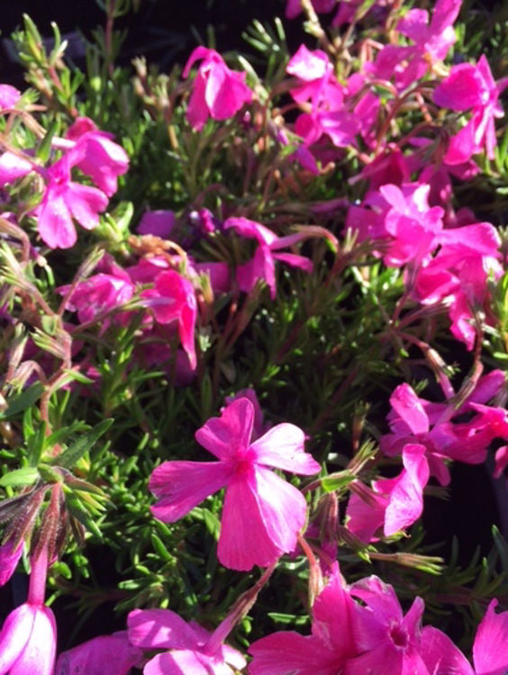 Phlox subulata Rosea PhlsubRo Pink Creeping Phlox, Moss Phlox, Alpine Phlox 140mm