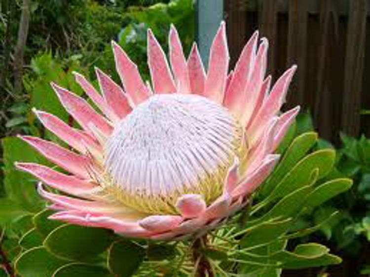 Protea cynaroides King ProcynKin King Protea, Sugarbush