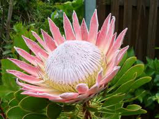 Protea cynaroides King ProcynKin King Protea, Sugarbush