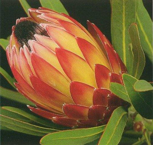 Protea magnifica longifolia Possum Magic PromlPM Sugarbush 170mm