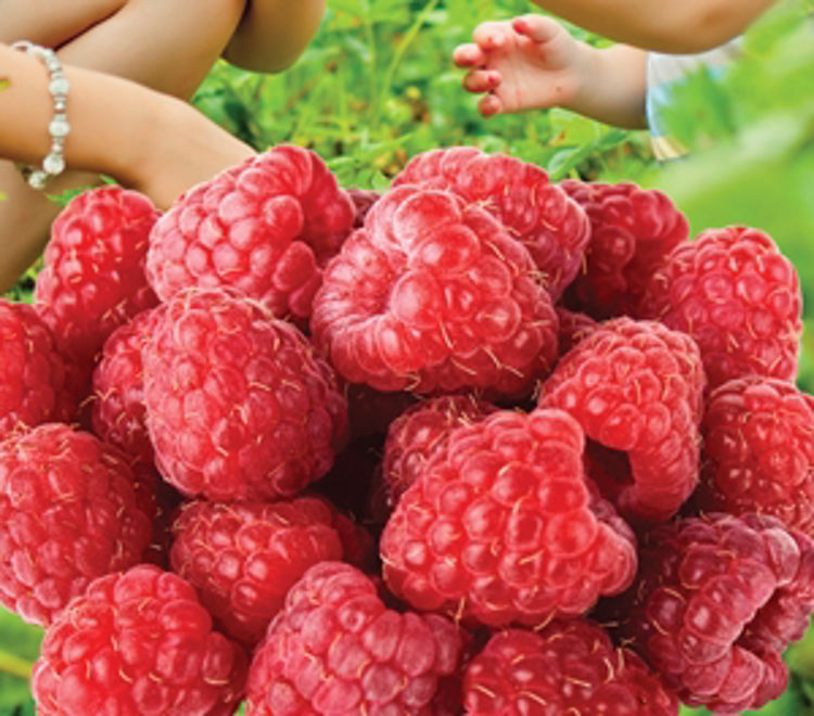 Rubus idaeus Chilcotin RubidaChil Red Raspberry 170mm β awesomeplants