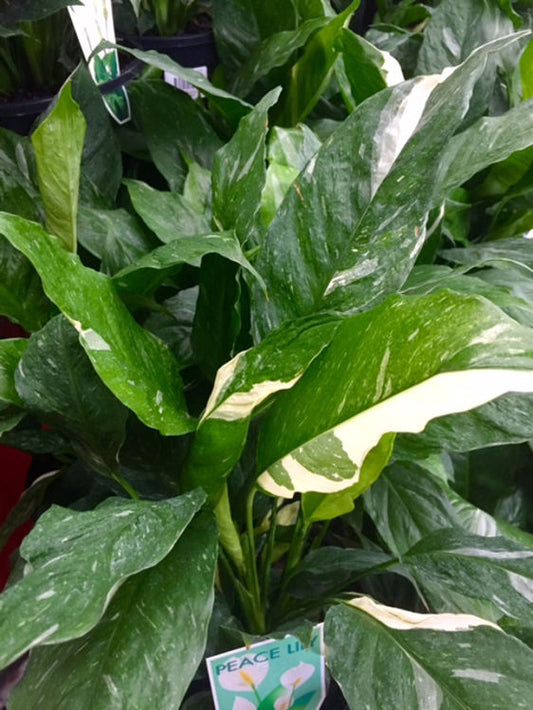 Spathiphyllum hybrida Domino SpahybDom Peace Lily