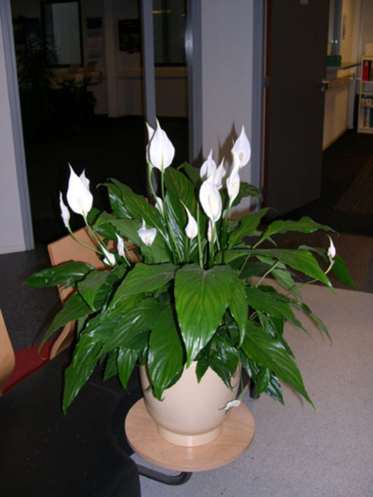 Spathiphyllum wallisii Sweet Chico SpawalSC Peace Lily 120mm