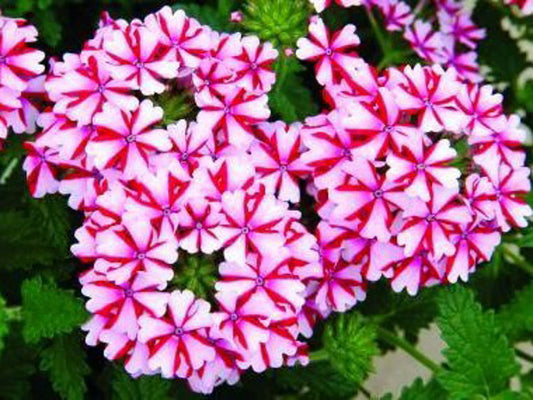 Verbena hybrida Candy Cane VerhybCC Vervain 140mm