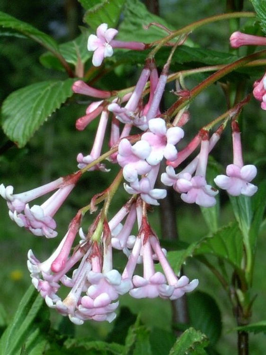 Viburnum farreri Fragrans VibfarFra Farrer Viburnum 200mm