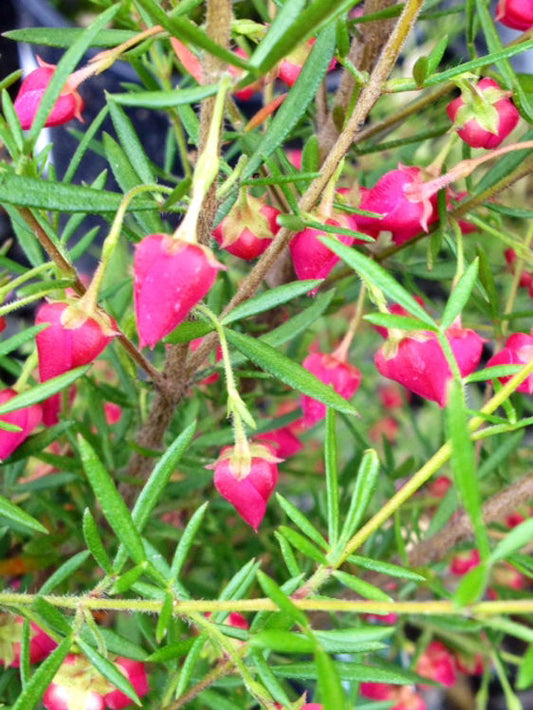 Boronia heterophylla molloyae Carousel BorhmCar Boronia