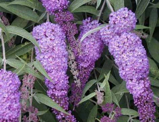 Buddleja davidii Nanho Blue BuddavNB Buddleia, Butterfly Bush 140mm