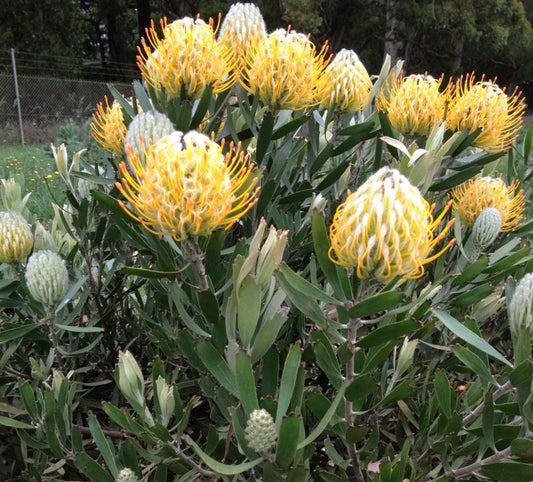 Leucospermum cuneiforme Goldie LeucunGol Pincushion Protea 140mm