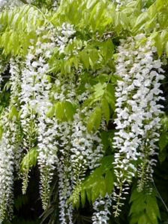 Wisteria floribunda Alba WisfloAl White Japanese Wisteria 200mm