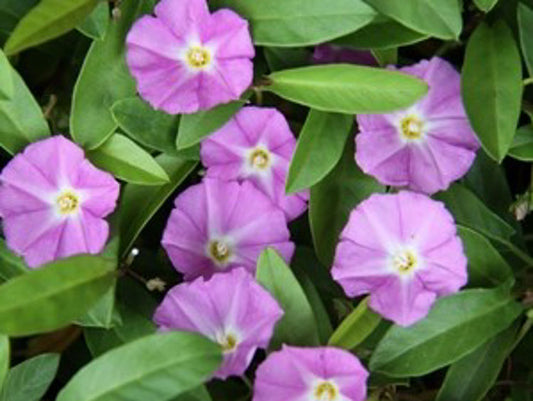 Convolvulus angustissimus Pink Sapphire ConangPS Pink Bindweed, Morning Glory