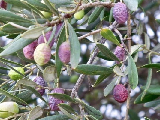 Olea europaea Verdale OleeurVer Olive 170mm