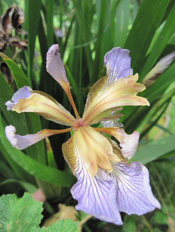 Iris foetidissima Irifoe Stinking Iris, Gladwin Iris