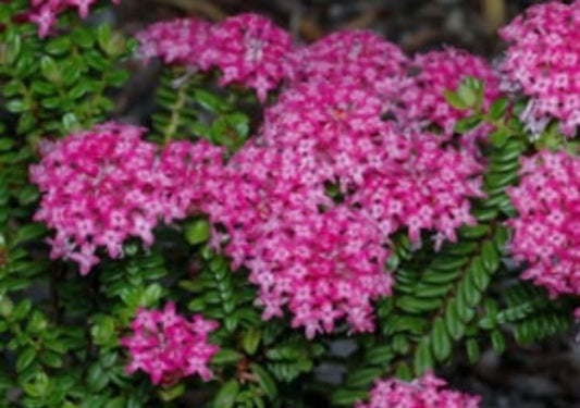 Pimelea ferruginea Magenta Mist PimferMM Rice Flower