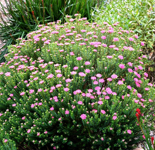 Pimelea ferruginea Pink Solitaire PimferPS Rice Flower