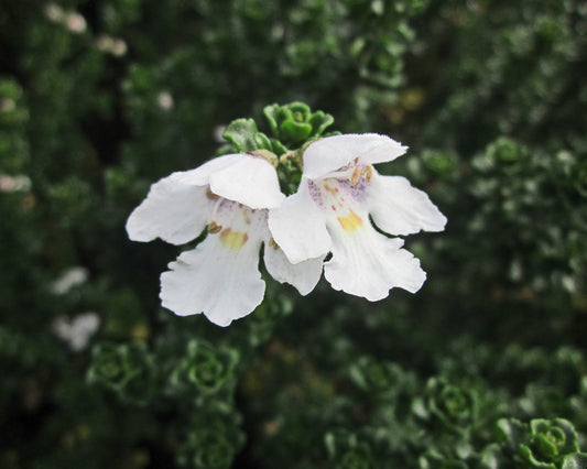 Prostanthera cuneata Cool Mint ProcunCM Alpine Mint Bush 200mm