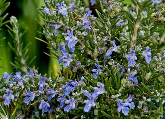 Rosmarinus officinalis Mozart RosoffMoz Rosemary 140mm