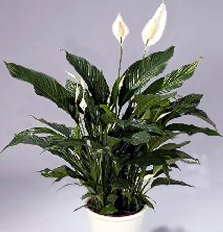 Spathiphyllum hybrida Sweet Pablo SpahybSP Peace Lily