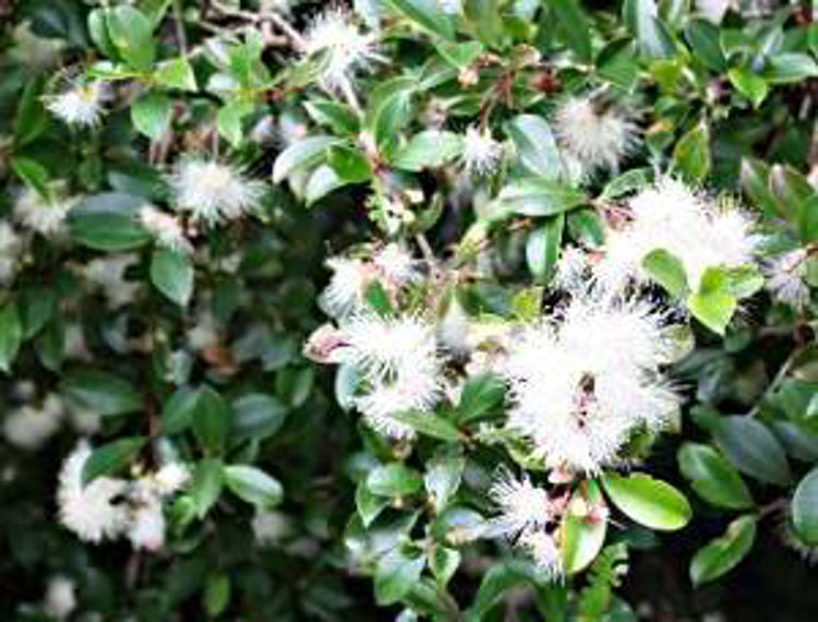 Syzygium australe Elite SyzausEli Lilly Pilly, Brush Cherry, Scrub Cherry, Creek Lilly Pilly 200mm