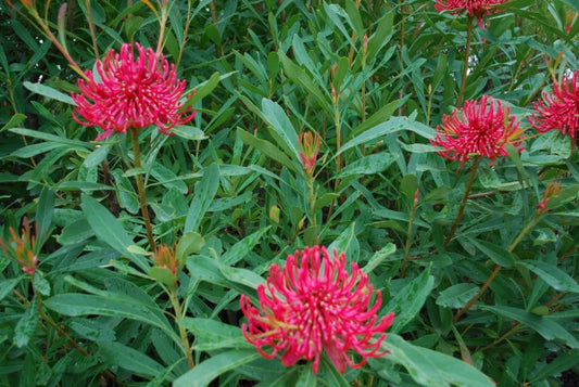 Telopea speciosissima mongaensis Corroboree TelsmCor Waratah 140mm