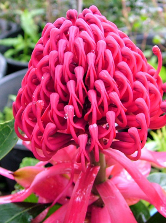 Telopea speciosissima oreades Emperors Torch TelsoET Waratah 140mm